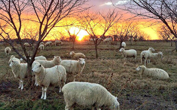 Rotational Grazing - Schuyler Farms