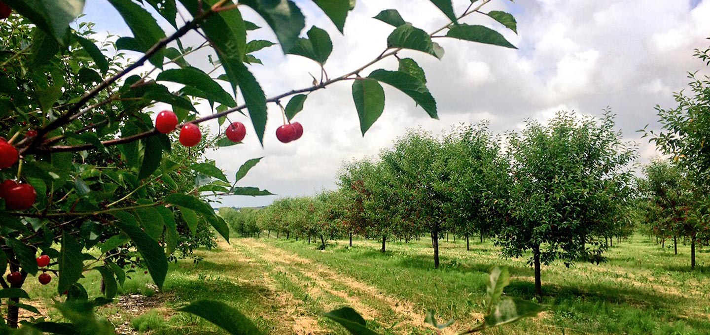 Sour Cherries