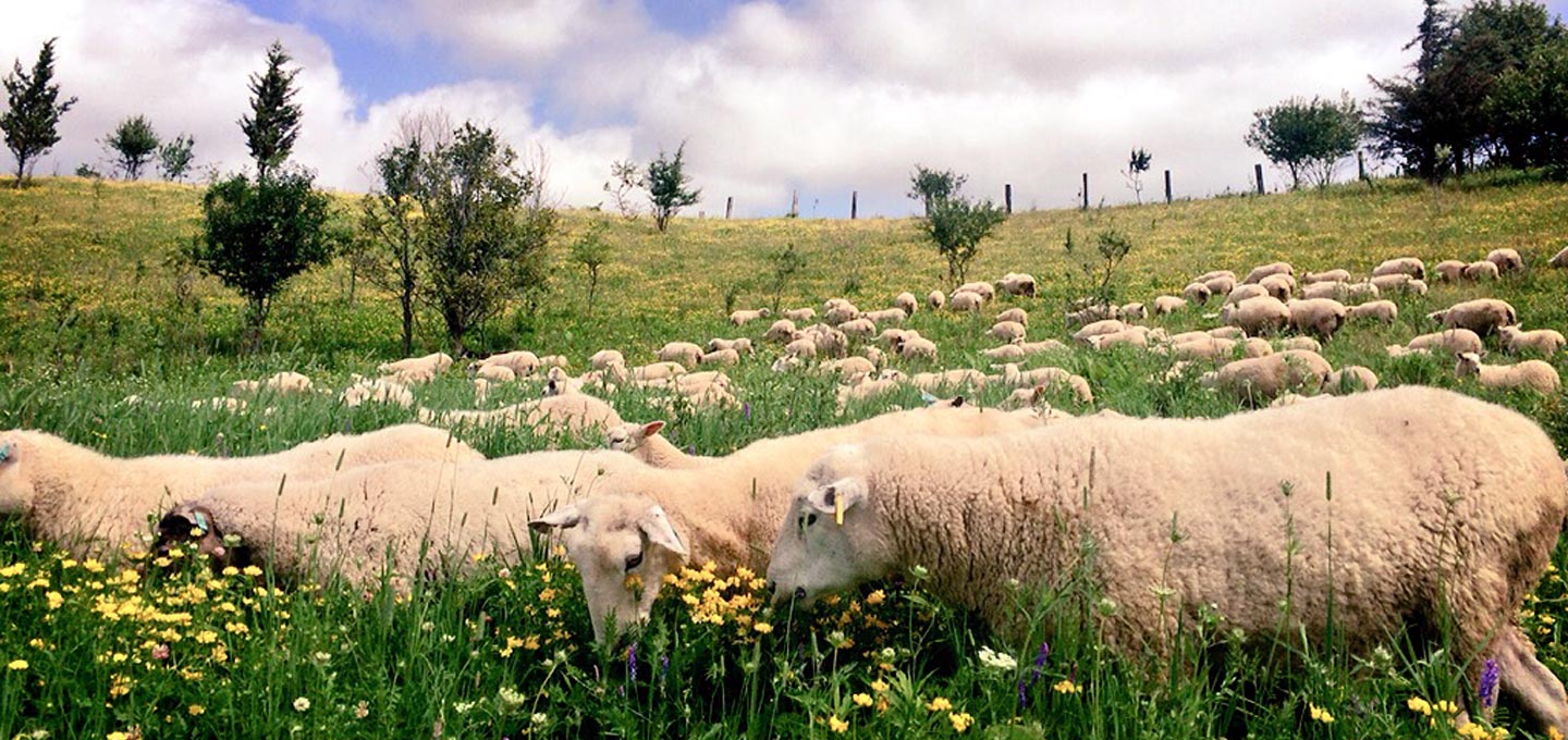 Woolleys' Lambs